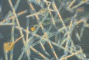 Phytoplankton Guide