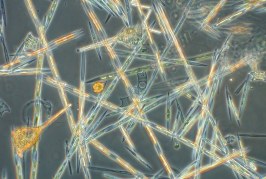Phytoplankton Guide