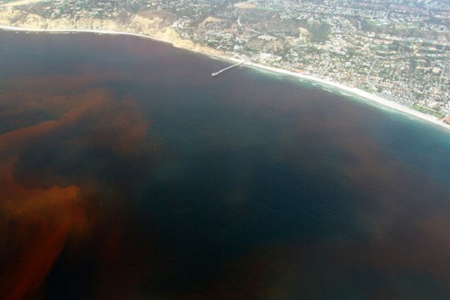 A red tide off La Jolla, California. This red tide is a harmful algal bloom caused by a phytoplankton named Lingulodinium. Image courtesy of the Raphael Kudela Lab UCSC.