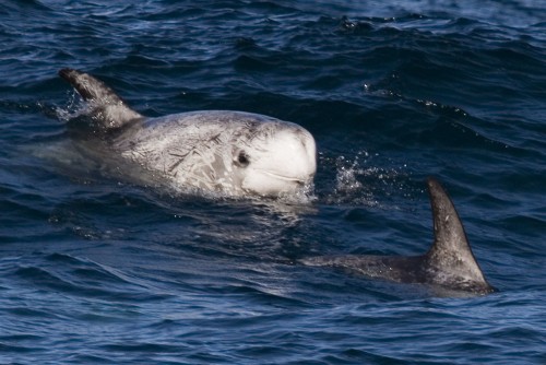 Two Risso's dolphins. Photo by  Michael "Mike" L. Baird via Flickr Creative Commons.