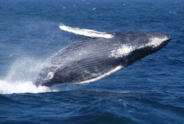 Whales: Still Migrating in May
