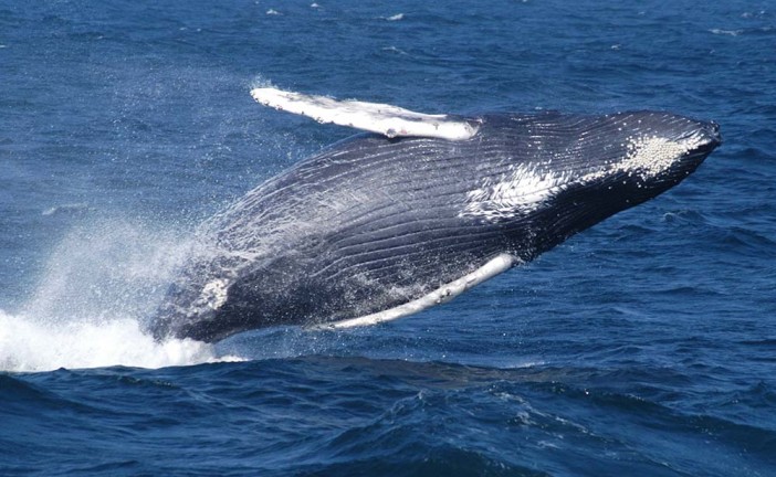 Whales: Still Migrating in May