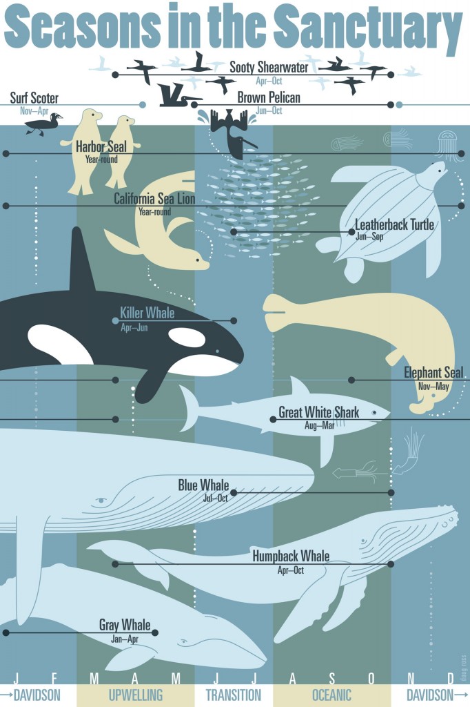 Seasons in the Sanctuary Poster. Available at at Bookshop Santa Cruz, The Marine Sanctuary Exploration Center, the Seymour Center and  on-line at Bookshop Santa Cruz.     Image courtesy of and © Doug Ross.