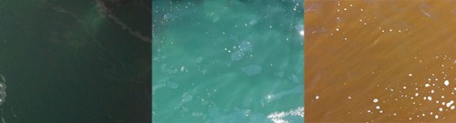 Pictures of water taken from the wharf (left and middle) and out in the bay during a red tide (right) caused by Akashiwo. Images courtesy of the Raphael Kudela Lab UCSC.