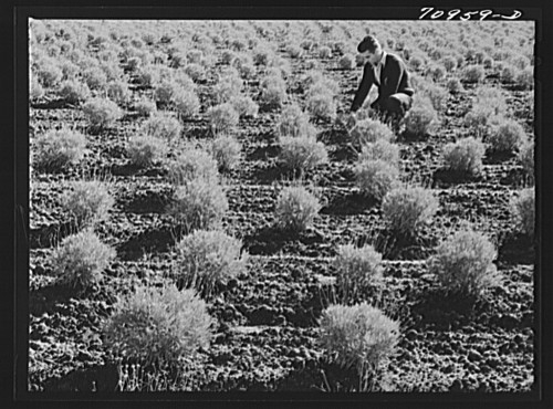 Two-year-old guayule plants. At two years, the guayule contains about nine percent rubber of dry weight. Russell Lee, 1941.