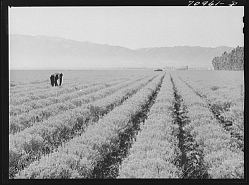 Four-year-old guayule plants, Salinas California. Russell Lee, 1941.