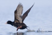 The Surf Scoter: A Surfing Bird