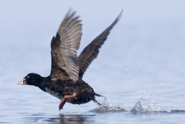 The Surf Scoter: A Surfing Bird