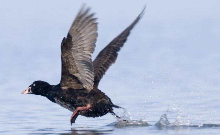 The Surf Scoter: A Surfing Bird