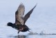 The Surf Scoter: A Surfing Bird
