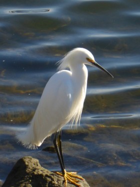 Snowy Egret. Photo courtesy and © Vivienne Orgel