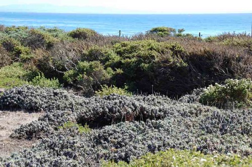 Restored coastal bluff vegetation in front of the Seymour Center at Long Marine Lab.