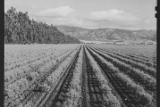 When Rubber Hit the Salinas Valley