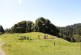 Grizzly Flat: Why so much Open Space?