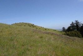 Windy Hill: Open in the Hills of San Mateo County