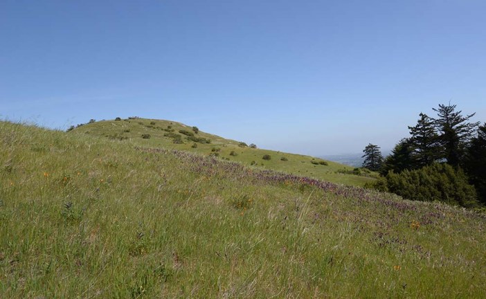 Windy Hill: Open in the Hills of San Mateo County