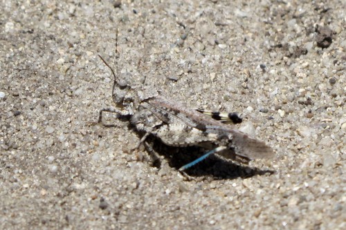 Zayante band-winged grasshopper. Photo courtesy and &copy; of Jodi McGraw.