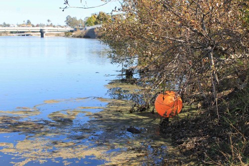 Debris and litter is just one type of pollutant that can affect an urban river. Photo courtesy and © Coastal Watershed Council.