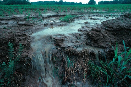 Soil and fertilizer runoff can be harmful to waterways because of sediment build-up and added nutrients that degrade water quality. Photo courtesy of 