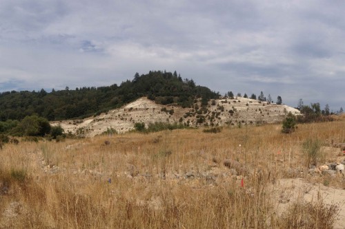 Santa Cruz Mountain Sandhills. Photo courtesy and &copy; Lauren McEvoy.