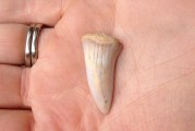 The Sandhills of Santa Cruz: There’s Shark Teeth Underneath