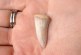 The Sandhills of Santa Cruz: There’s Shark Teeth Underneath