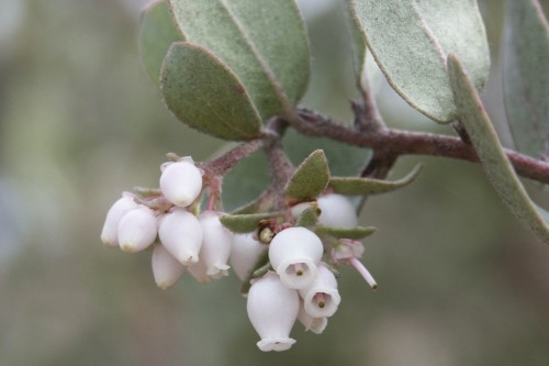 silverleaf Manzanita. Photo courtesy and &copy; of Jodi McGraw.