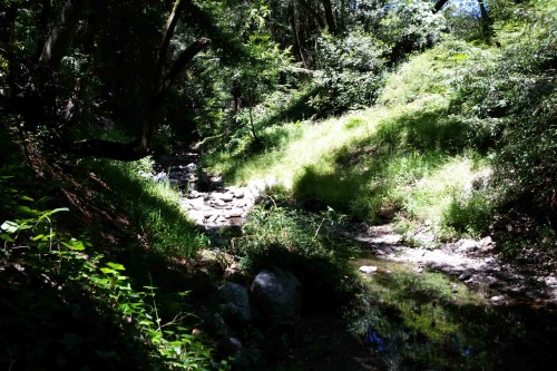 Two years after the dam was removed, a healthy ecosystem thrives here on Branciforte Creek. Photo courtesy and copyright of Resource Conservation District of Santa Cruz County. 