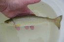 San Lorenzo River: What’s in a Watershed: Part I