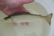 San Lorenzo River: What’s in a Watershed: Part I