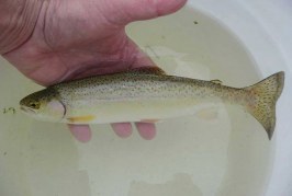 San Lorenzo River: What’s in a Watershed: Part I
