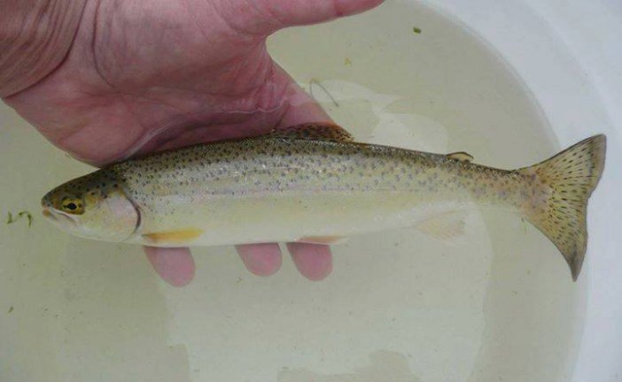 San Lorenzo River: What’s in a Watershed: Part I