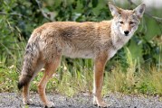 Wildlife of Pilkington Creek: Past and Present
