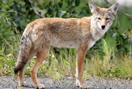 Wildlife of Pilkington Creek: Past and Present