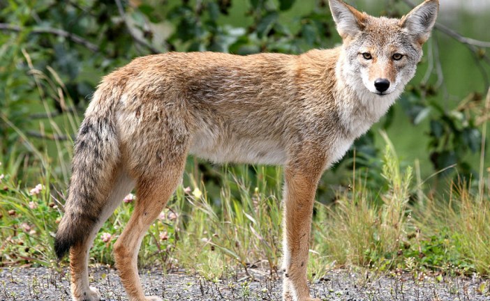 Wildlife of Pilkington Creek: Past and Present