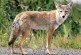 Wildlife of Pilkington Creek: Past and Present