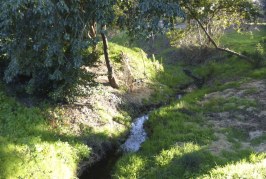 Community Volunteers Help Native Plants Thrive Again