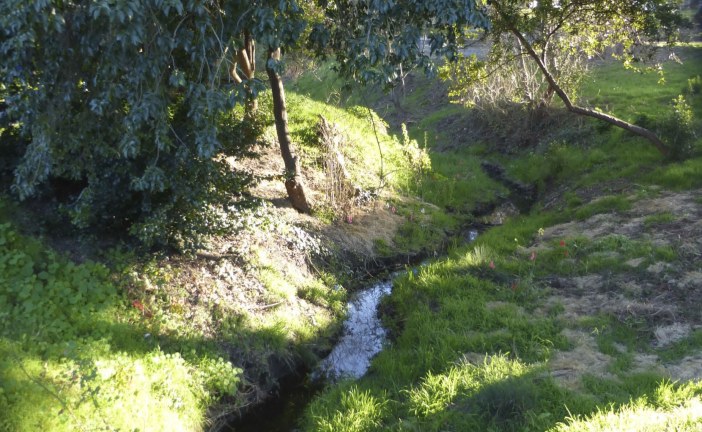 Community Volunteers Help Native Plants Thrive Again