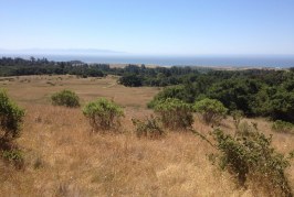 Slash and Burn: Native Garden Tending
