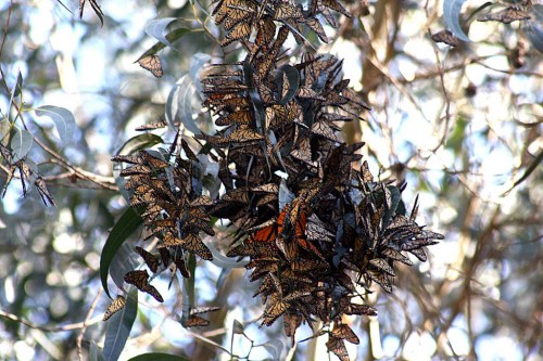Monarch butterflies clustering on the branches of a eucalyptus tree in Santa Cruz. Photo courtesy of  Brocken Inaglory. 