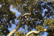 Oaks vs. Eucalyptus: Is it a Slam Dunk for the Natives?