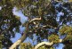 Oaks vs. Eucalyptus: Is it a Slam Dunk for the Natives?