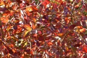 Awaswas Wart Remedy: Poison Oak