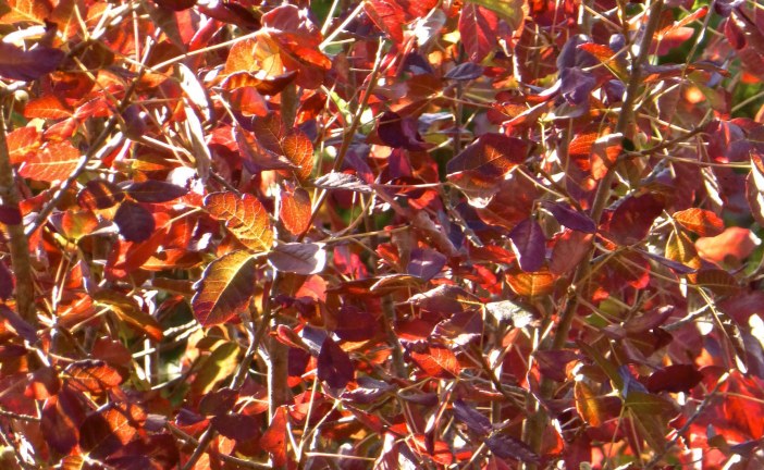 Awaswas Wart Remedy: Poison Oak