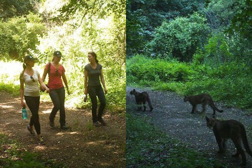 Humans and mountain lions still share the hills and open spaces surrounding Santa Cruz, as shown in these two photos of the same trail taken only two hours apart. Photo: Courtesy of Santa Cruz Land Trust