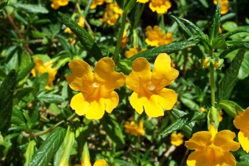 The sticky monkey-flower (Mimulus auranticacus) is the species of monkey-flower found in the Santa Cruz Mountains, and throughout much of California. Photo courtesy of  Eugene Zelenko.  