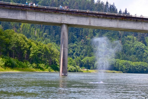 A heart-shaped gray whale spout. Photo by  Linda Tanner via Flickr Creative Commons.