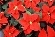 The Plant of Christmas: The Poinsettia