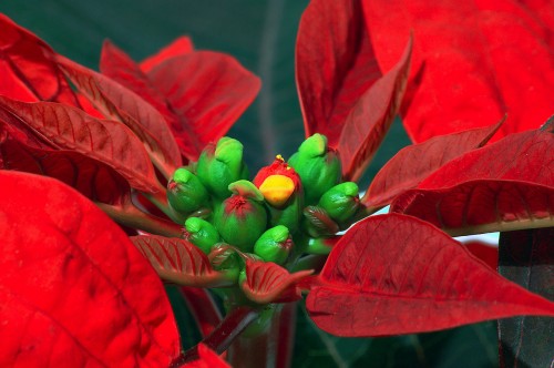 A close up of a poinsettia showing the flowers. Photo by André Karwath.