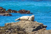 Harbor Seals: How and Where to Spot Them